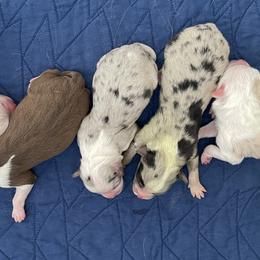 Toy Australian Shepherds from Ausdyssey Toy Aussies