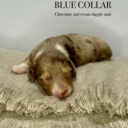 Blue collar - Dapple male Dachshund puppy in Cherry Valley, California from Sugar and Spice Dachshunds
