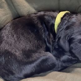 Boy 1 - Goldendoodle puppy in Shell Lake, Wisconsin from KC Acres