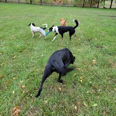 Australian Koolie All Grown Up from Tenacious Dogs