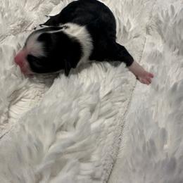 Girl 2 - Black phantom female Aussiedoodle puppy in Martin County, Florida from Biggie Ranch