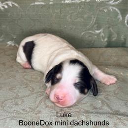 Luke - Chocolate and cream male Dachshund puppy in Lexington, Oklahoma from BooneDox Miniature Dachshunds