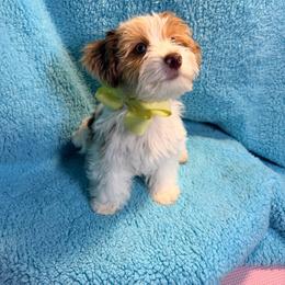 Bear - Tan and white male Yorkshire Terrier puppy in Shelton, Washington from Cute Yorkies