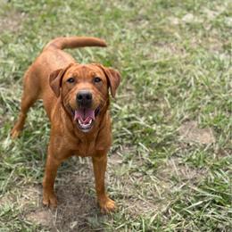 Dolly - Labrador Retriever
