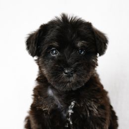 Bernedoodle, Poodle, and Schnoodle Puppies from Grand Lake Poodles & Doodles