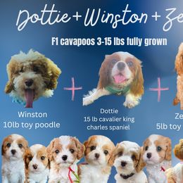 Cavapoo puppies from Home Grown Puppies