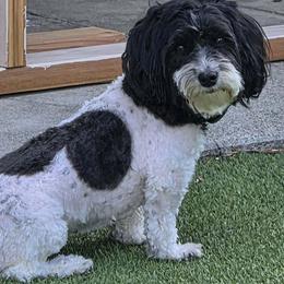 Breezy Willow - Havanese