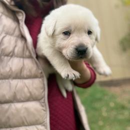 Vermillion- green collar - second pick male reserved for Amanda MacQuoid - Yellow male Labrador Retriever puppy in Isanti, Minnesota from Four Corners Family Labs