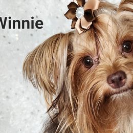 Yorkshire Terriers from Diamond Yorkies Wilder