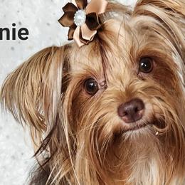 Yorkshire Terriers from Diamond Yorkies Wilder