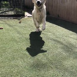 Golden Retriever Puppies from West Coast Cream Goldens