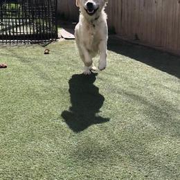 Golden Retriever Puppies from West Coast Cream Goldens