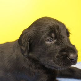 Light Blue Collar - Black male Labradoodle puppy in Apache Junction, Arizona from Loving Doodle