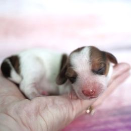 KUDDLES - AKC Registered - Piebald female Dachshund puppy in Graceville, Florida from Misty's 101 Doxies
