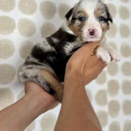 Daffodil - Blue merle female Australian Shepherd puppy in Salinas, California from AA Aussies