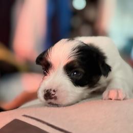 No.3 - White black and tan male Papillon puppy in Stamford, Connecticut from Anton's Papillons
