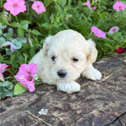 Emily - Cream female Maltipoo puppy in Oakland, Kentucky from Imperial Dogs