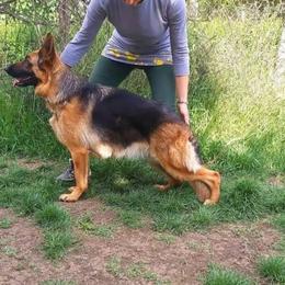 German Shepherd puppies from Vom Haus Pharoah German Shepherd