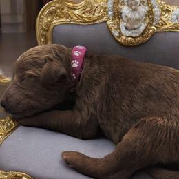 Princess Tina Turner Red Rosa - Poodle puppy from Rosa Red Standard Poodles