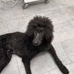 Huxley - Poodle