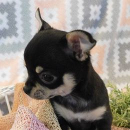 Chihuahua Puppies from Fine Whines & Lickers