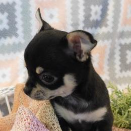 Chihuahua Puppies from Fine Whines & Lickers