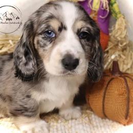 Dachshund Puppies from Bald Mountain Dachshunds