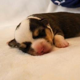 Patriot - Black and tan male Pembroke Welsh Corgi puppy in Arcanum, Ohio from Weissway Corgis