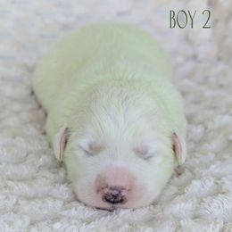 Green Collar - White male Great Pyrenees puppy in Yakima, Washington from Naches Heights Ranch