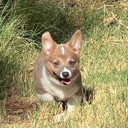 Arlo - AKC - Sable male Pembroke Welsh Corgi puppy in Millsap, Texas from BJ's Blessings