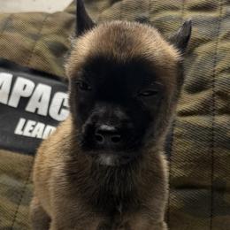 Atlas - Gold brindle male Dutch Shepherd puppy in Watertown, Connecticut from APACHEK9