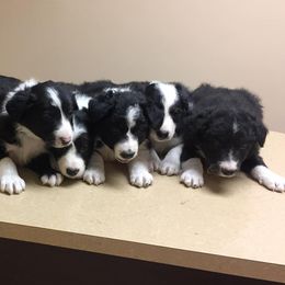 Border Collies from Shirley Munoz's Border Collies
