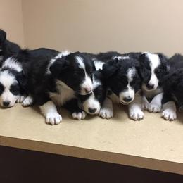 Border Collies from Shirley Munoz's Border Collies