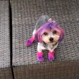 Precious - Yorkshire Terrier