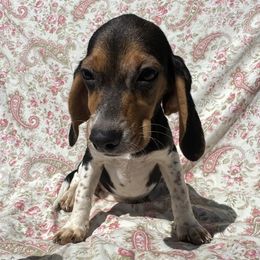 Girl one - Black and tan female Dachshund puppy in Galax, Virginia from Dells  Dachshund’s