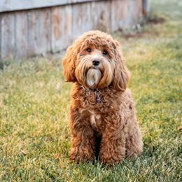 Timber - Goldendoodle