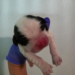 George - Mahogany and white male Saint Bernard puppy in Brandon, South Dakota from Split Rock Saints