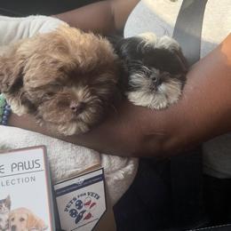 Shihpoo Puppies from Dws_kennelservices