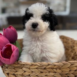 Girl 4 Pink Collar - Black and white Bernedoodle puppy in Indiahoma, Oklahoma from Farm Fresh Doodles