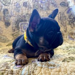 Blossom - Black and tan female French Bulldog puppy in Greeley, Colorado from Mandy Moon French Bulldogs