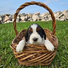 Flint - Black white and tan male English Springer Spaniel puppy in Columbia, North Carolina from Columbia Spaniels