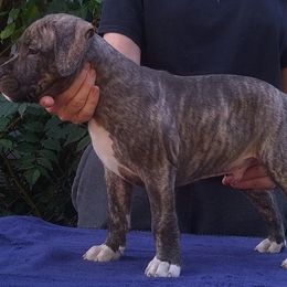 American Staffordshire Terrier Puppies from GrinNation Noble Am Staffs