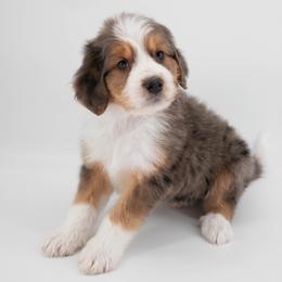 Australian Mountain Doodle Puppies from Brick House Farm Doodles