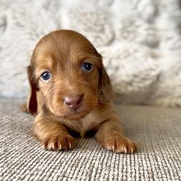 Karen - Dapple female Dachshund puppy in California from Ranch Hand Weenies