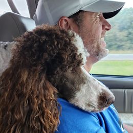 Bordoodle Puppies from 2J 2K Bordoodles