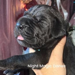 Light blue black boy - Black male Great Dane puppy in Georgia from Night Magic Danes