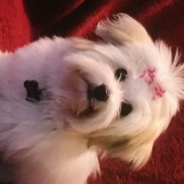 Cotons de Tulear from Sterling’s Sweet Cotons