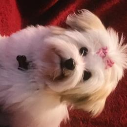 Cotons de Tulear from Sterling’s Sweet Cotons
