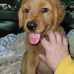 Marty - Golden Retriever