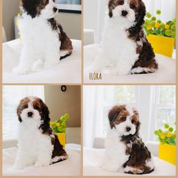 Cockapoo Puppies from Lulu's Cockapoos